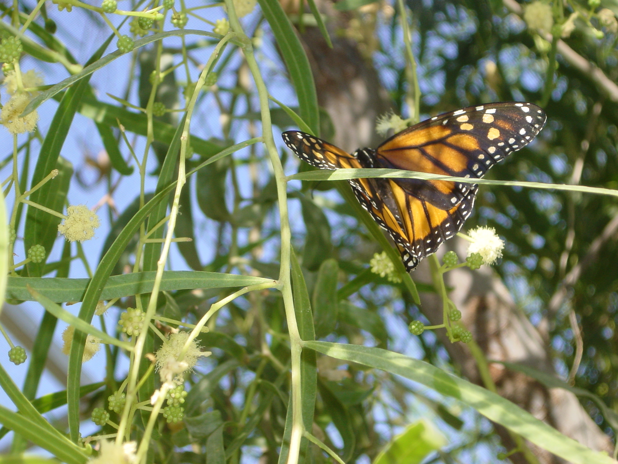 Botanical Gardens 008.jpg